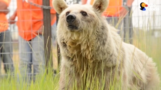 Bear Kept In A Cage For Decades Runs Free | The Dodo