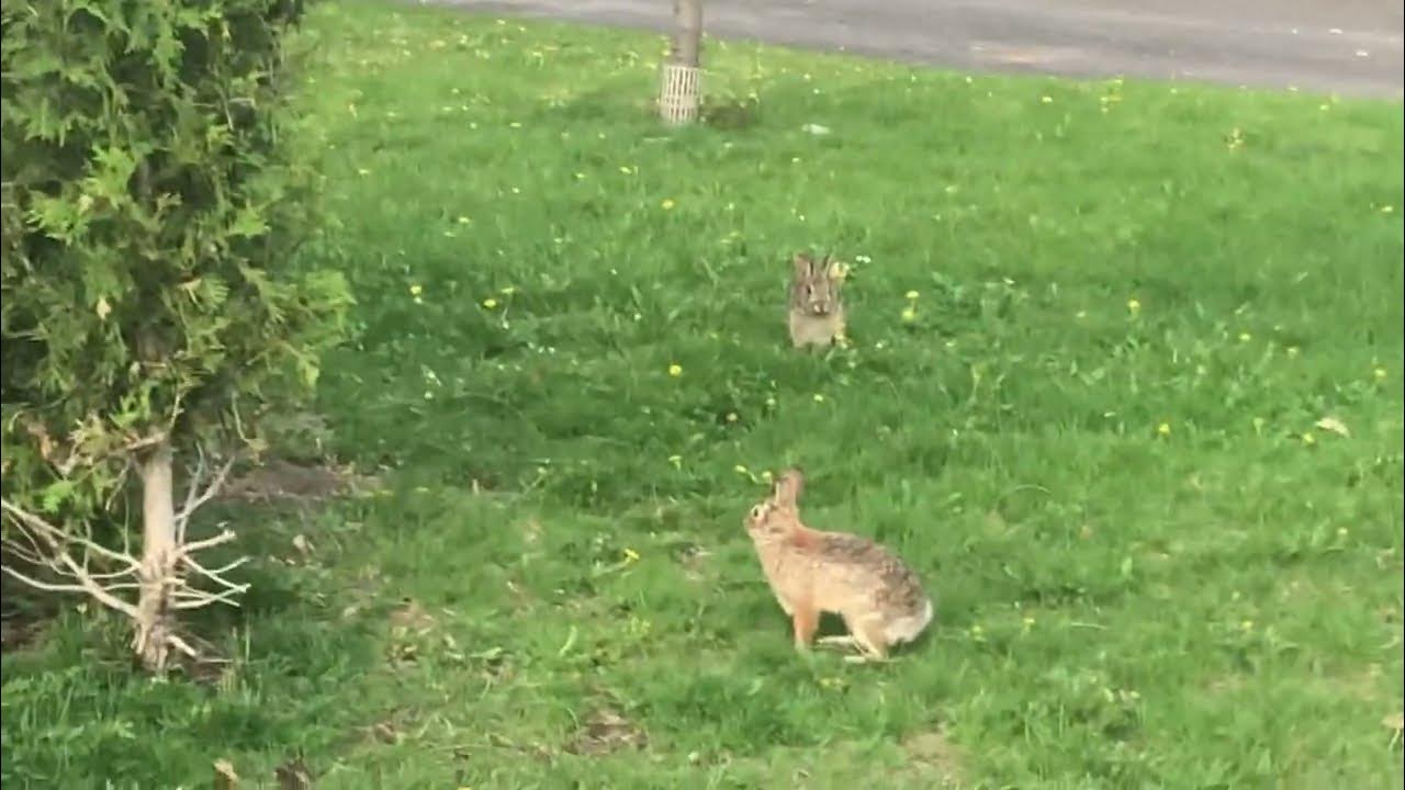 Rabbits playing tag in neighborhood YouTube