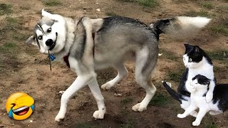 Funniest Dogs and Cat 😹😹 A Lot of Laughter # | Pets Tv