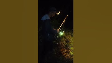 Câu cá tra kênh Tân Phước, Tiền Giang cùng môi câu cá kể #moicaucake