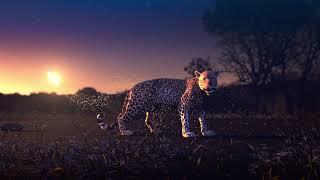 Leopard Animation by Alex Southcombe