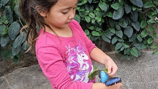 Blue Morpho Butterfly Encounter