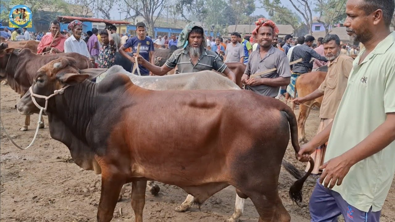 @ ১০/৩/২০২৬|| ৭০/৮০ হাজারের কুরবানির দেশি জাতের দাঁতালো ষাঁড় গরু খোচাবাড়ী হাটে||