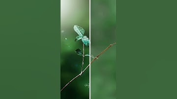 colour grading and background changing photo in Lightroom and PicsArt