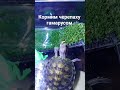 В рационе черепахи должен быть гамарус для кальция! #черепахи #turtle #черепашка