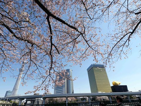 隅田川と上野公園の桜　2018年3月30日