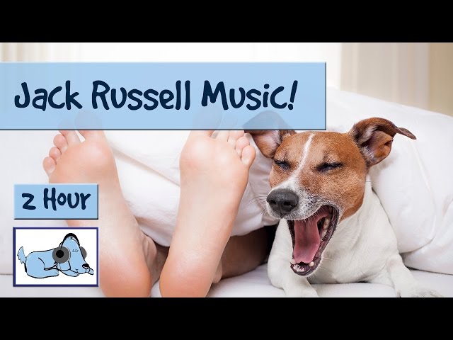 how to calm a high anxiety jack russell