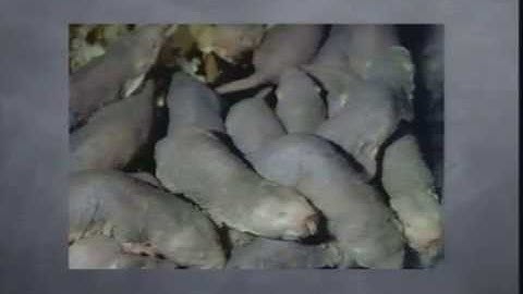 Lecture 22. Species and Speciation I (Biology 1B, Fall 2010, UC Berkeley)