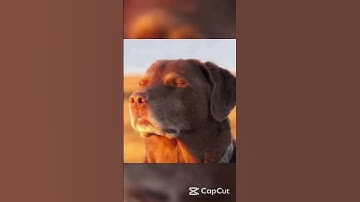 Bad luck #repo #meme #subscribe  #capcut