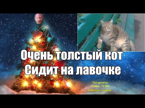 Очень толстый кот