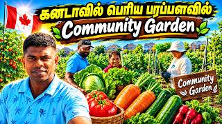 🇨🇦 கனடாவில் ஒரு சமூகமாக சேர்ந்து செய்யும் தோட்டம் | Akaram #canada #farming #gardern