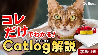 スマート首輪Catlogで、見えない不調も元気も24時間の行動記録