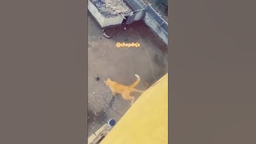 Cat Dies Jumping off Roof!😳😨💥#trending #wow #cats #shorts