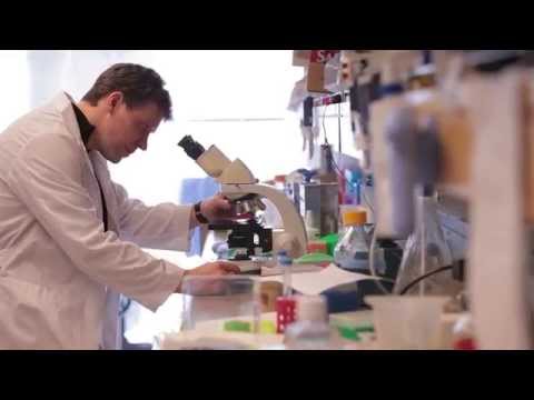 Importance of Stem Cells in Diabetes Research