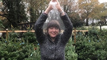 What is it like being put through a Christmas tree wrapping machine?