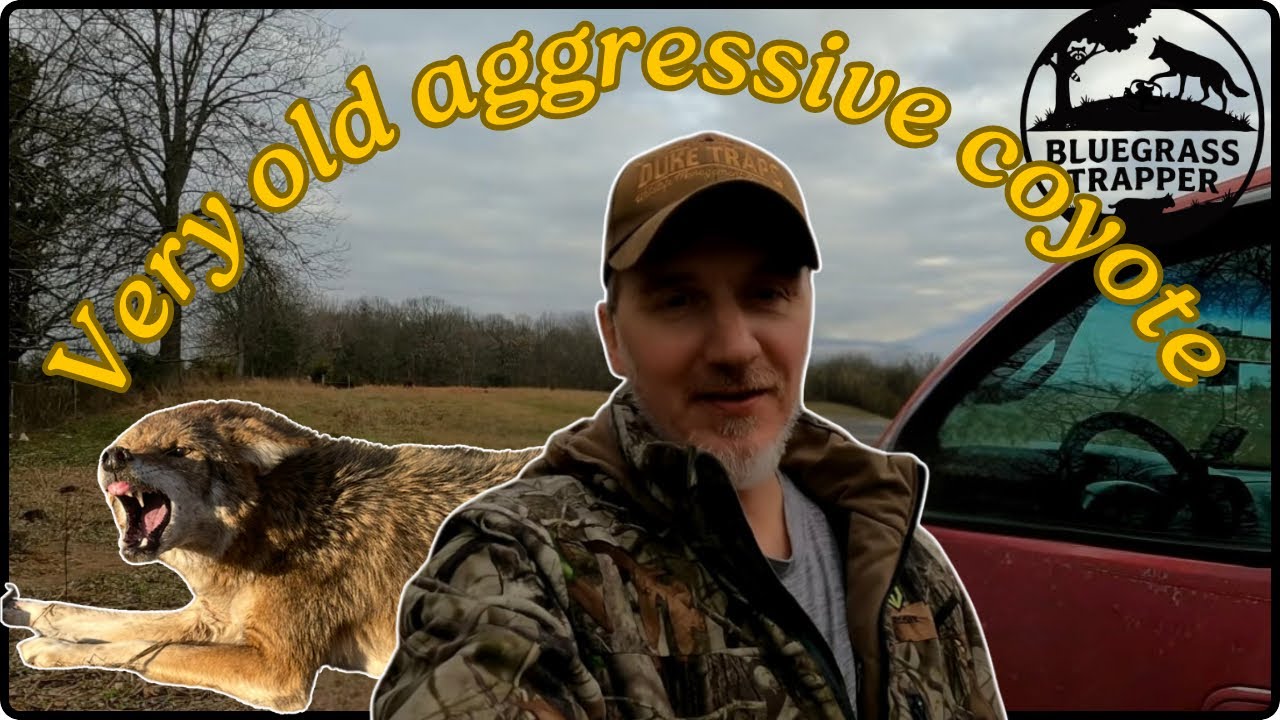 Angry Coyote catch!! Bobcat, Coyote and Raccoon Trapping (Kentucky) # ...