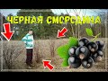 ОПЕРАЦИЯ "ЧЕРНАЯ СМОРОДИНА" / ПЕРЕСАДКА ЧЕРНОЙ СМОРОДИНЫ