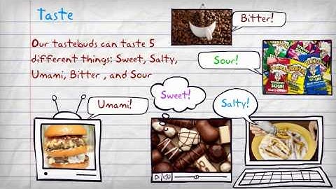 Chapter 3: Sensation and Perception