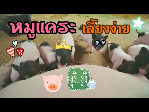 วีดีโอ: วิธีให้อาหารลูกหมูเวียดนาม