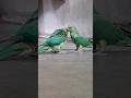 "Best Friends Forever! 😍 #ParakeetLove"