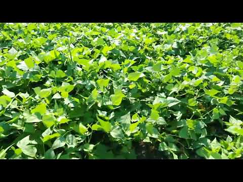 Ulimi WA Nyemba KU Mozambique Mu Boma La Macanga Dela La Chidzomondo Ku Kampala Pastor Muyeye Farm