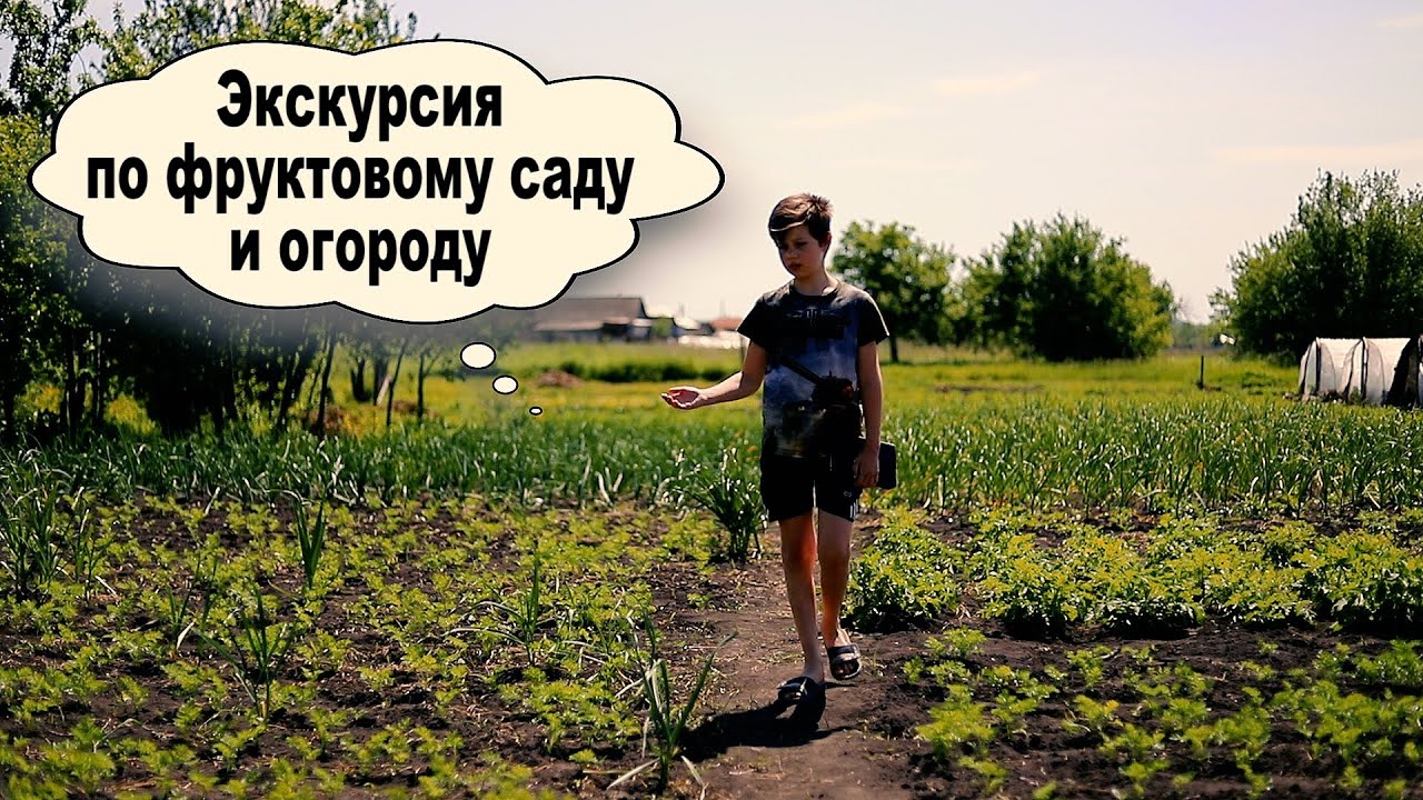 Гуляет по огороду фото