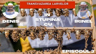 Transvazarea larvelor - episodul 3