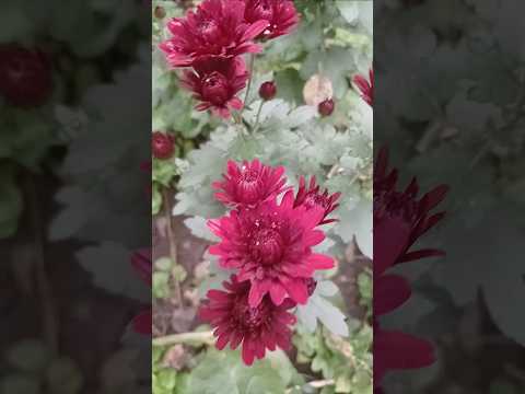 Там де край неба падають зорі