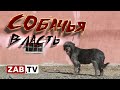 Симуляция борьбы с бродячими животными