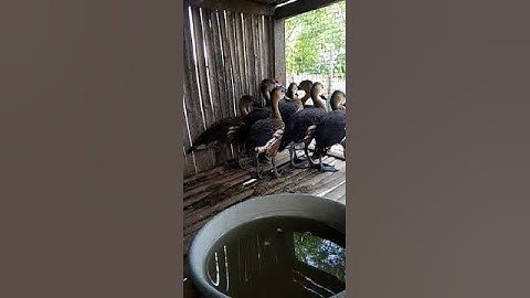 Burung belibis besar jinak jinak #shorts