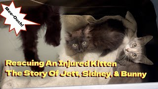 Rescuing An Injured Kitten - The Story Of Jett, Sidney, & Bunny