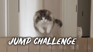 Cat Jump Challenge | Norwegian forest cat