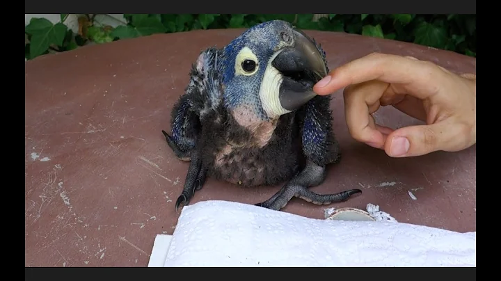 MEET OUR NEW BABY PARROT! HYACINTH MACAW 5 WEEKS OLD