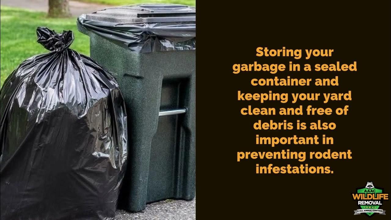 Rodent Pest Control Tampa AAAC Wildlife Removal of Tampa Bay YouTube