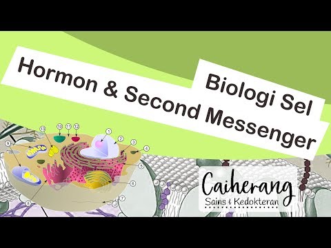 Video: Apakah hormon tiroid menggunakan second messenger?