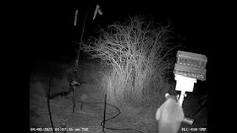 Night visitors to bird feeder