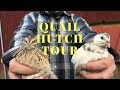 Everything you need to start raising quail in your backyard