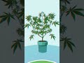 Cloning Cannabis: Grow More Without Seeds