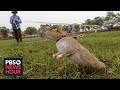 How giant African rats are helping uncover deadly land mines in Cambodia