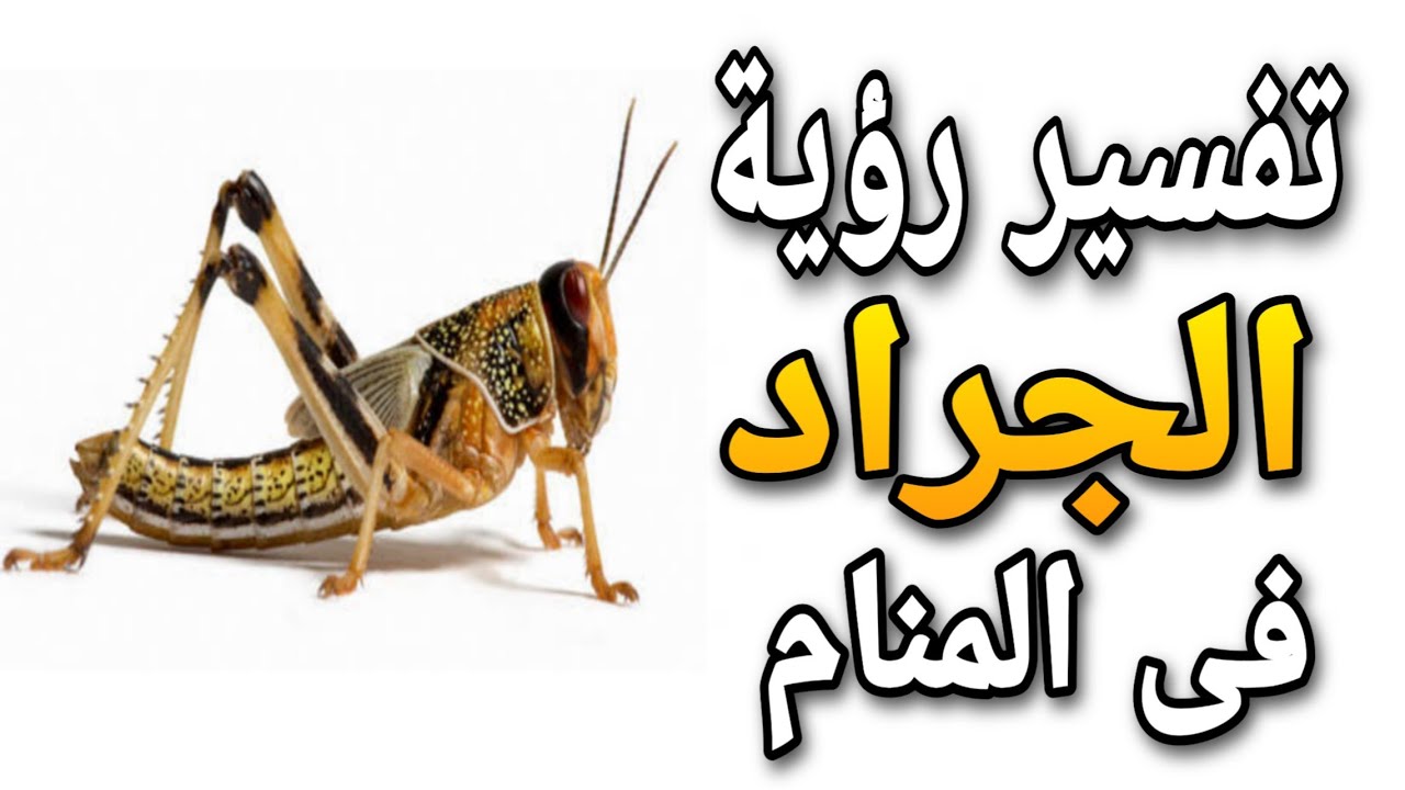 في المنام الدبور تفسير حلم