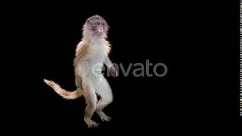 Monkey Dance 4K | Motion Graphics - Envato elements