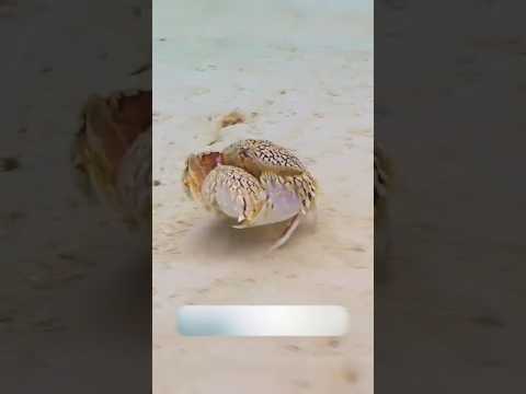 Самый преданный муж в мире животных 🦀#краб #животные #природа #океан #animals #факты #shorts