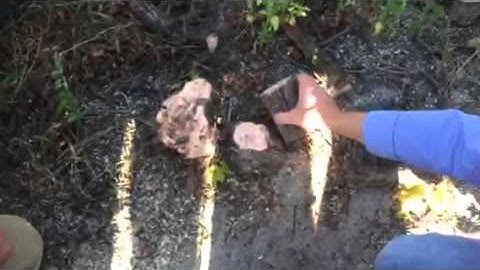 Looking at grape vine trunk disease, Eutypa