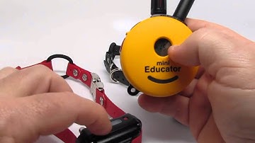 E-Collar Technologies Mini Educator NEW ET-300 (add a 2nd Dog)