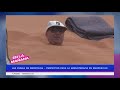 LAS DUNAS DE MERZOUGA, perfectas para la arenoterapia en Marruecos ​🏜️​🇲🇦​​| En La Mañana