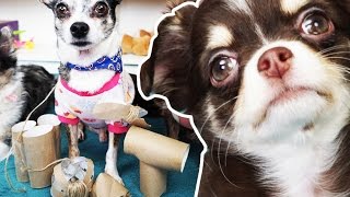 DIY Игровая для собаки и кошки из туалетной бумаги, щенок играет, дрессировка собаки Magic Family