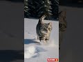 STUNNING! Striped Cat's JOYFUL Run in Deep Snow ❄️😻 #WinterVibes #CatLover #SnowDay #BeautifulNature