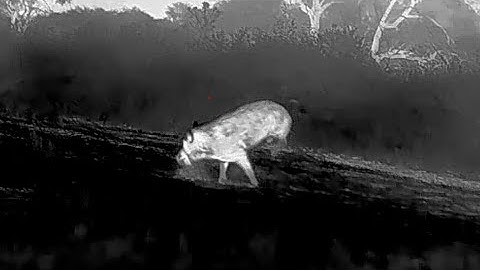 I Tested the Oneleaf MT1000LRF – Here