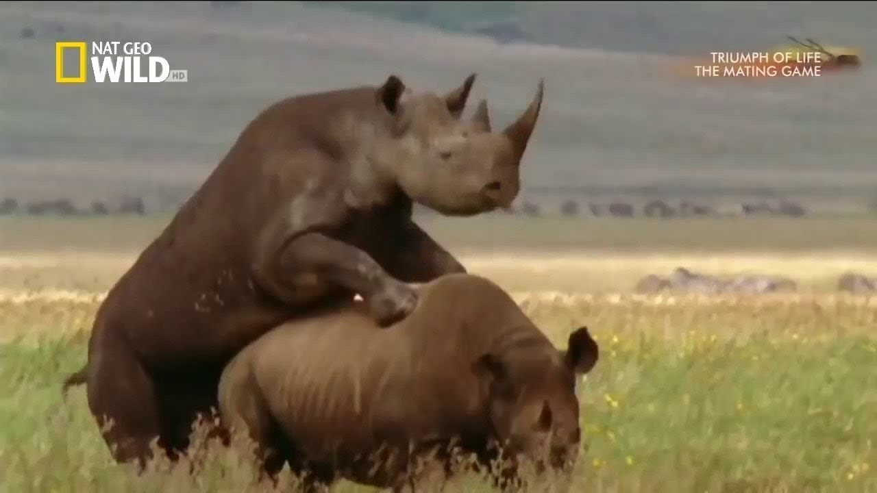 National Geographic Animals | Triumph Of Life The Mating Game - Discovery Nature Wild Wildlife