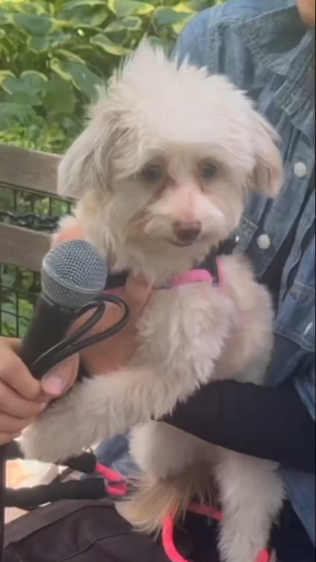 Making a beat with a DOG!? ?#makingbeats #beatbox #musicproducer